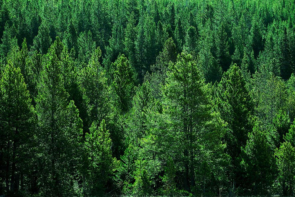 Coniferous trees in a forest